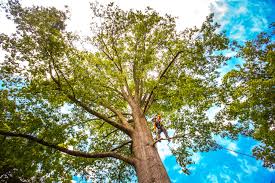 Lawn Renovation and Restoration in Boiling Spring Lakes, NC