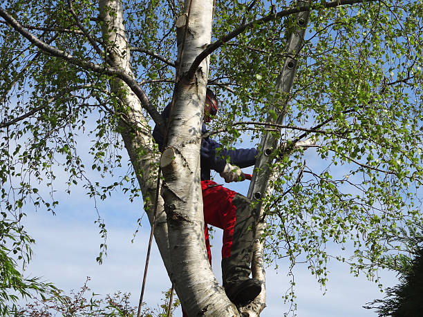 Best Emergency Tree Removal  in Boiling Spring Lakes, NC